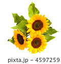 4597259