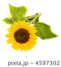 4597302