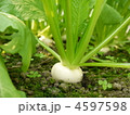 かぶ
