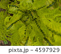 4597929