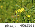 菜の花と蜜蜂