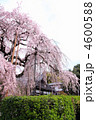 慈雲寺の大糸桜タテ２