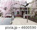慈雲寺本堂ヨコ