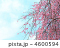 枝垂れ桜～慈雲寺にて