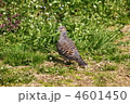 キジバト