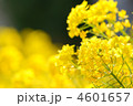 菜の花畑