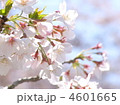 サクラ（ソメイヨシノ）
