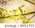 新緑のイロハモミジと花（雌雄同株）