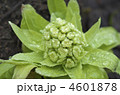 蕗の薹