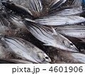 カツオの水揚げ