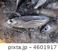 カツオの水揚げ