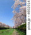 野川の枝垂れ桜