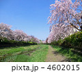 野川の枝垂れ桜