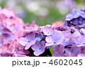 紫陽花