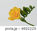 黄色のフリージア
