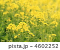 菜の花