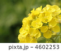 菜の花