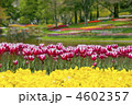 昭和記念公園チューリップ畑