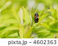ナミテントウの交尾