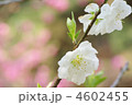 桃の花