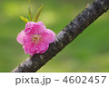 桃の花