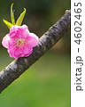 桃の花