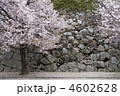 石垣とさくら