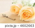 薔薇