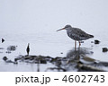 ツルシギ