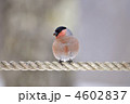 アカウソ
