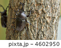 カブトムシ