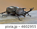 カブトムシ