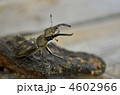 クワガタ