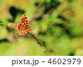 キタテハ キタテハ