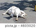親子のﾔｷﾞ