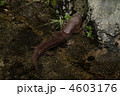 オオサンショウウオ