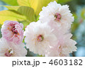 大村桜