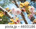 大村桜