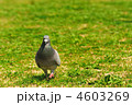 ハトの散歩