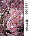 紅枝垂れ桜