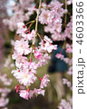 紅枝垂れ桜