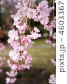 華やかな紅枝垂れ桜