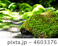 苔むした岩