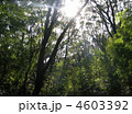 4603392