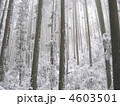 人工林の冬