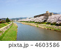 桜　鴨川