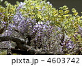 フジの花