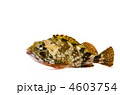 scorpion fish, カサゴ