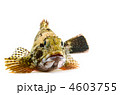 scorpion fish, カサゴ