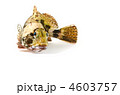 scorpion fish, カサゴ